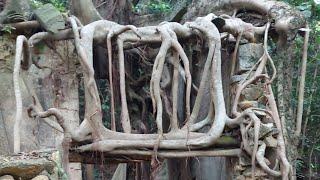 Josie Ambo is live!  This Banyan Tree Grew Over the Ruins at the Abandoned Village