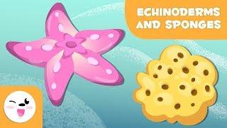 Echinoderms and sponges for kids - Invertebrate animals - Natural Science for kids