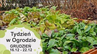 Grudzień w ogrodzie. Kalendarz ogrodnika na 16.12 - 22.12. Prace ogrodnicze w grudniu