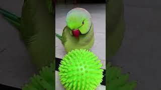 so cute #parrotrpa  rrot  shma Parveen#shots