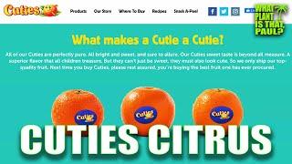 CUTIES CITRUS TASTING and REVIEW /  Sweet, seedless and perfectly kid-sized