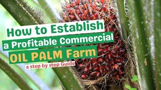 ESTABLISHING A PROFITABLE COMMERCIAL OIL PALM FARM/ a step-by-step guide/land preparation to harvest