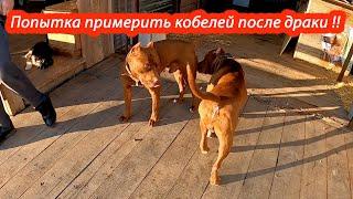 Попытка примерить кобелей ПИТБУЛЕЙ после ДРАКИ !!! Питбуль