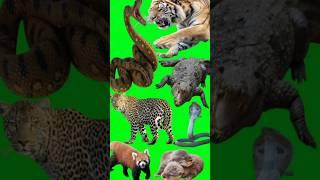 Vfx Animals green screen shots#vfx #vfxshorts #animals #shortsvideo #viralvideo