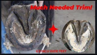 Very Detailed Trim and Shoeing Job for a Large Horse, Turning them into Works of Horseshoeing Art