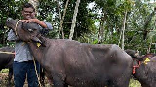 ഇറച്ചി വെട്ടുകാർ മുറ പോത്തിനെ വാങ്ങുന്നത് ഇങ്ങനെയാണ്