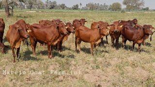 Livestock Experimemtal Station | Red Sindhi Cattle Farm Karachi (Part 1)