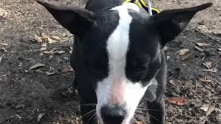 Pro-Styles Kennel Trying Out That New Collar From StillWaters