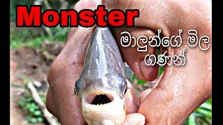 Different price of monster fish in sri lanka