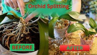 How to Split and Repot an Orchid!