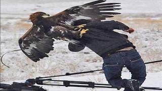 Top 7 Most Intense Eagle Attacks (Wolf, Bear... & Human)