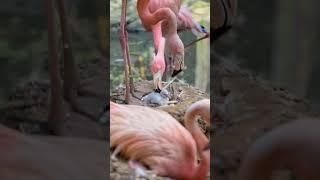 American Flamingo Chick Hatches at Sylvan Heights Bird Park