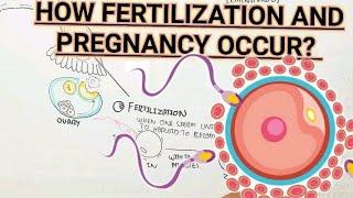 How Fertilization/Pregnancy Occur?