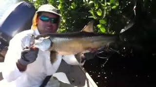 January Everglades Tarpon Fly Fishing Report with Kevin Mihailoff