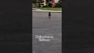 Playing fetch on Christmas #christmas #labrador #labradorpuppy #fetch #puppies #christiansongs