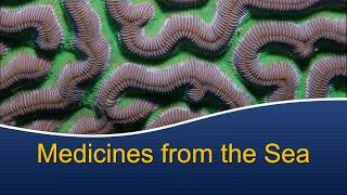 Marine Biology at Home 8: Medicines from the Sea