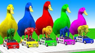 5 Giant Duck Cartoon,Cow,Mammoth,Lion,T-Rex,Tiger Paint Wild Animals Crossing Fountain Animation