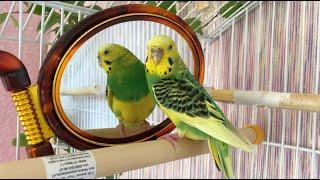 Mirror for the Wavy Parrot - harm or benefit?  Mirror danger for birds!