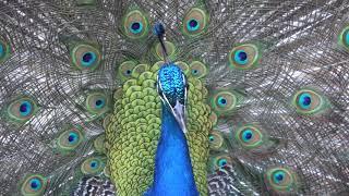 Beautiful Peacocks