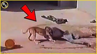 Thieves Disappointed When Encountering Dogs! - Instant Karma