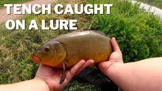 Catching Tench On Lures With Ultralight Gear