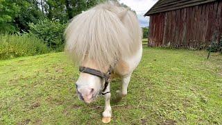 Cute Tiny Ted the Shetland in video to New Song: Wrap Me in your Love. ️