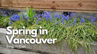 [Sing in Can] Spring Blossoms in Vancouver 2020 - Life Before Stay Home