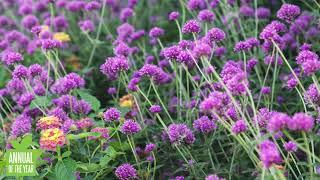 Proven Winners 2023 Annual Of The Year: Truffula Pink Gomphrena