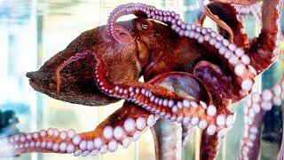 Oregon Sea Grant Aquarists Release Octopus into Yaquina Bay