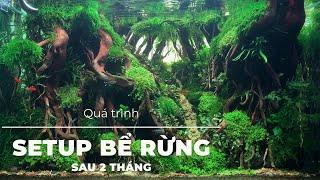 Quá trình SETUP bể RỪNG sau 2 tháng || FOREST after 2 MONTHS | Tank 70/45/40cm #kenhthuysinh p49