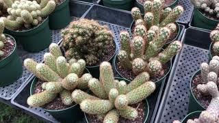 Huge succulent and cacti nursery in Florida/Florida Cactus 8/7/19