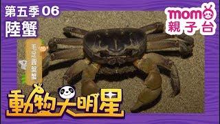 動物大明星 S5【陸蟹】第5季 第06集｜認識動物｜自然生態｜魚類｜爬蟲類｜昆蟲｜海洋生物｜哺乳類｜Animal big star｜兒童電視節目【親子台｜官方HD完整版】momokids