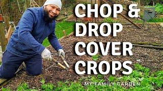 Chop And Drop Cover Crops, Mulch With Green Manure - Chop n drop