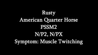 Symptoms Of PSSM2- Muscle Twitching (Rusty)