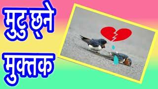 मुटु छ्ने मुक्तक || Nepali Muktak || Nepali Shayari