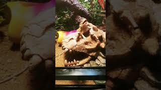 Bearded dragon eating crickets