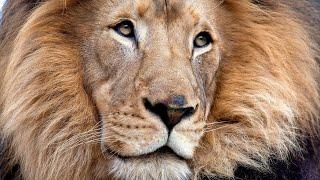We're Here  - San Diego Zoo & Safari Park