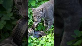 The snake hunts the kittens — and an unexpected ending p1