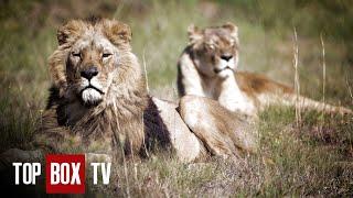 Family Of Lions Rescued From Romanian Zoo - Wild Animal Rescue