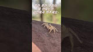 하얀 거미를 발견하였다! #shorts #Spider