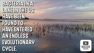 Bacteria in a lake in the US have been found to have entered an endless evolutionary cycle.