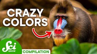 Incredible Facts About Color in Nature | SciShow Compilation