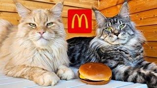 Cats Eat McDonald's Cheeseburger!