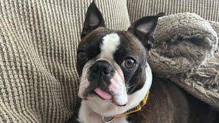 Surprise Live! Calvin The Boston Terrierist! is live!