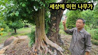 조경 달인이 만든 정원 아이디어 3가지 공개