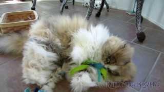 13 12 15 Mythicbells Persian kitties' cat toy collection