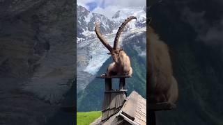 PAHARI GOAT AMAZING VIDEO FOOTAGE #viral #shortsvideo#shorts #goat #animals