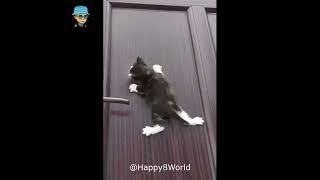 Кумедні тваринки :) Смешные животные :) funny animals #32