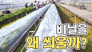 삽목 어미묘를 만드는 과정!