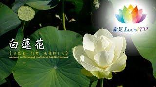 《 正能量、紓壓、療癒心系列－白蓮花 》calming, soothing and comforting Buddhist hymns